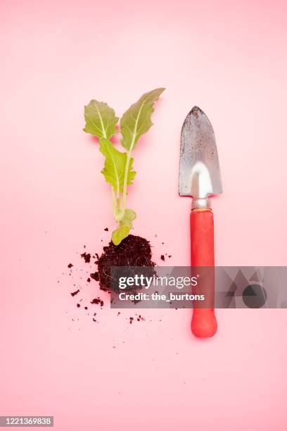 high angle view of small kohlrabi plant and shovel on pink background - shovel fotografías e imágenes de stock