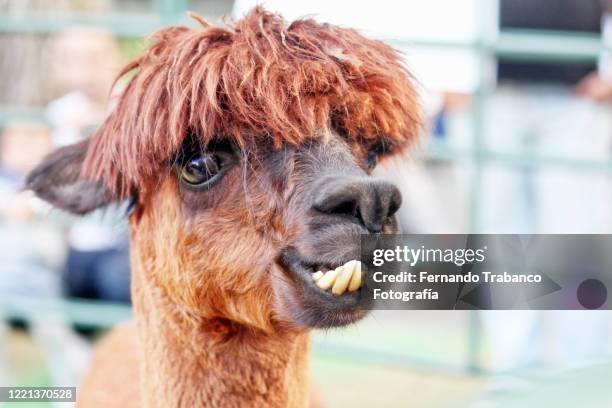 animal teeth - lama stockfoto's en -beelden