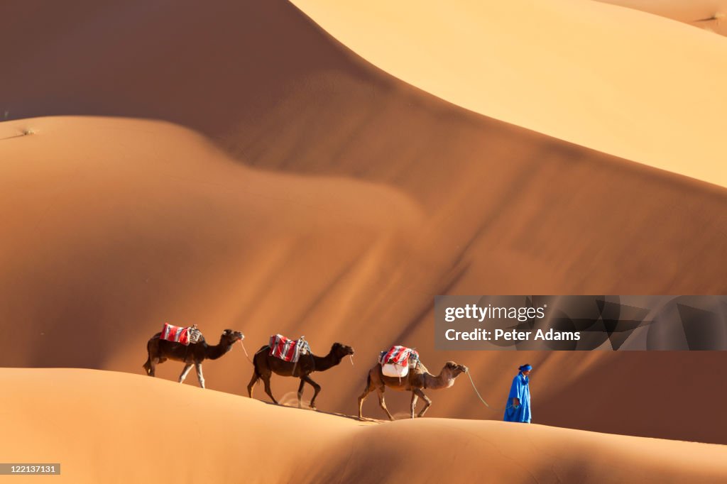 Camels & Dunes, Erg Chebbi, Sahara Desert, Morocco