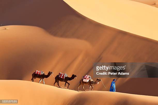 camels & dunes, erg chebbi, sahara desert, morocco - morrocco bildbanksfoton och bilder