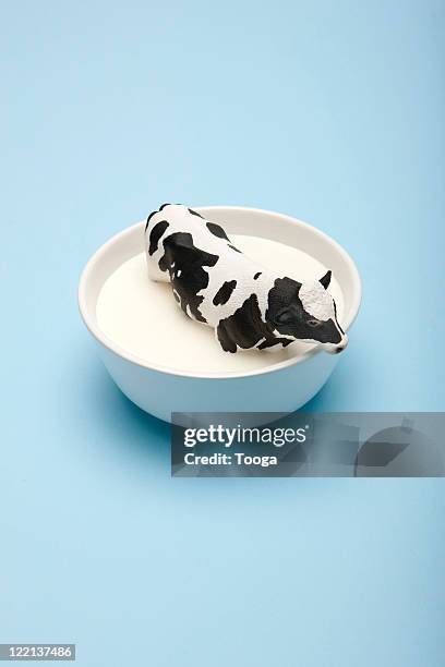 cow sitting in milk bowl - cow art stock-fotos und bilder