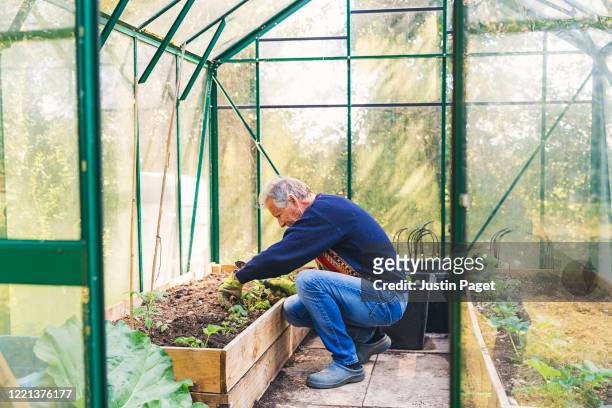 senior man working in his greenhouse - blumen einpflanzen stock-fotos und bilder