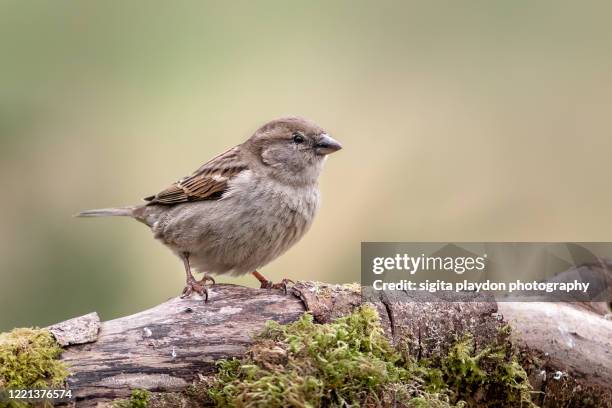 house sparrow - passero foto e immagini stock