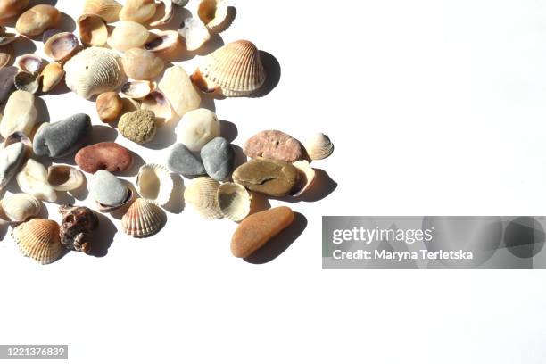 sea pebbles and shells with hard shadow on a white background. - shell on sand isolated cut out stock pictures, royalty-free photos & images