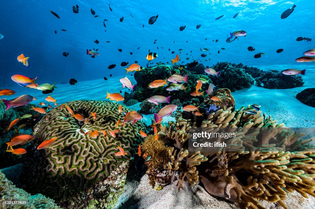 Anthias Fish Meeting at Sandy Reef, Komodo National Park, Indonesia