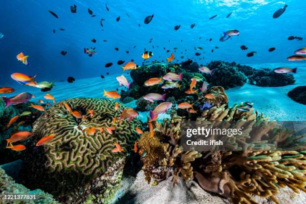 anthias fish meeting at sandy reef, komodo national park, indonesia - east nusa tenggara stock pictures, royalty-free photos & images