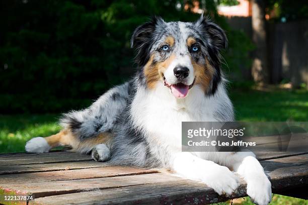 australian shepherd dog portrait on picnic table - australian shepherd stock-fotos und bilder