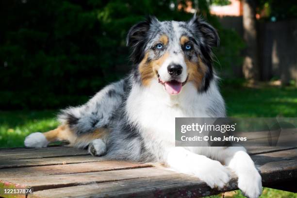 australian shepherd dog portrait on picnic table - pastor australiano fotografías e imágenes de stock