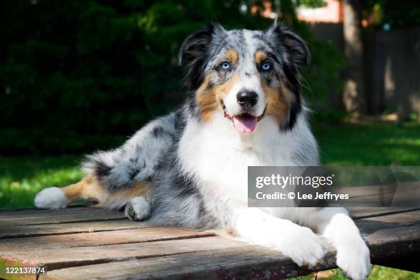 australian shepherd dog portrait on picnic table - aussie dog bildbanksfoton och bilder
