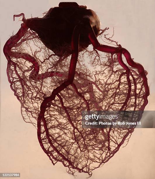 anatomical heart - blutgefäß stock-fotos und bilder