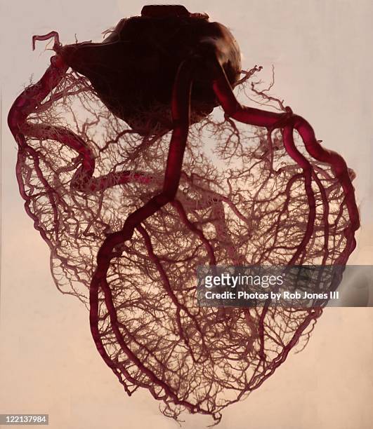 anatomical heart - vein stock pictures, royalty-free photos & images