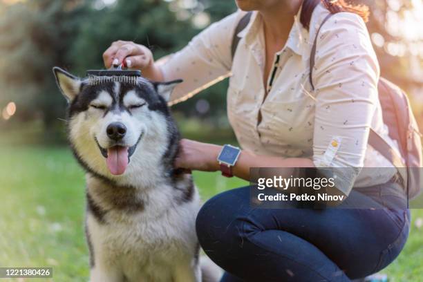 woman brushing her dog in the park - shed stock pictures, royalty-free photos & images