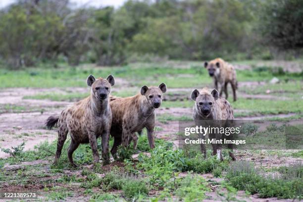 a clan of spotted hyenas, crocuta crocuta, stand together, direct gaze - spotted hyena stockfoto's en -beelden