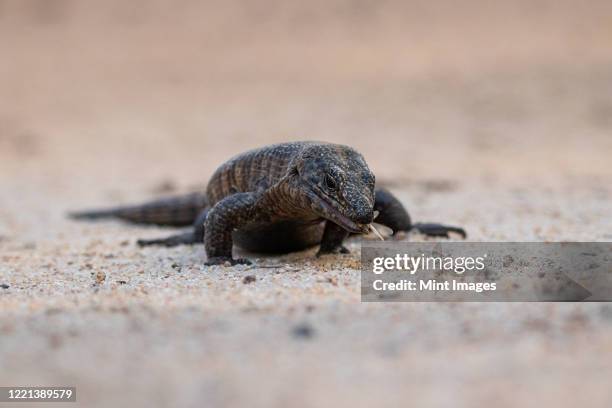 a giant plated lizard, gerrhosaurus validus, walks on sand, eating insect - plated lizard stock pictures, royalty-free photos & images