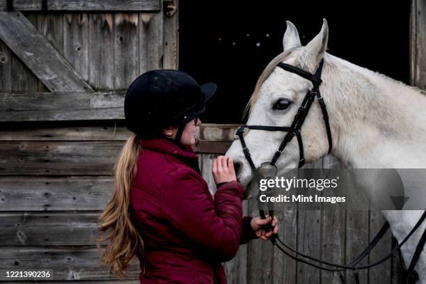 young woman standing outside stable, holding white cob horse by it's reins. - riding hat fotografías e imágenes de stock