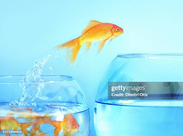 goldfish jumps from small crowded bowl to large empty one - one animal stock pictures, royalty-free photos & images