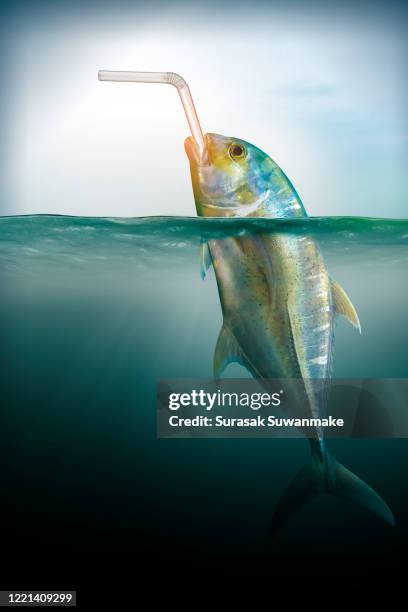 plastic pollution in marine environmental problems animals in the sea cannot live. and cause plastic pollution in the ocean (environmental concept) - dead fish stock pictures, royalty-free photos & images