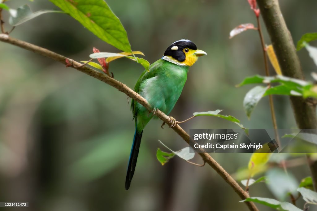Longtail Broadbill no.1