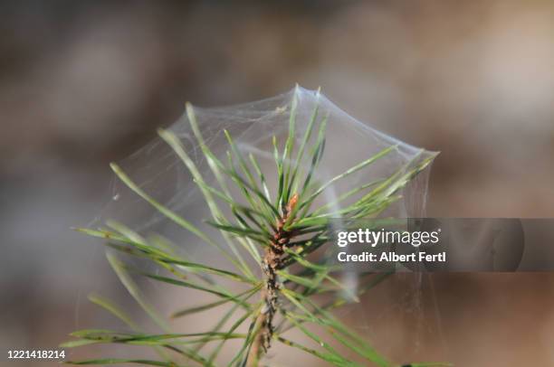 die schönheit des waldes - schönheit foto e immagini stock