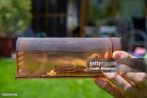 mouse - mousetrap stock pictures, royalty-free photos & images