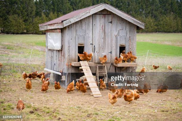 een kippenhok op een kleinschalig, ecologisch, duurzaam, gemeenschap gedeelde landbouwboerderij. - kippenhok stockfoto's en -beelden
