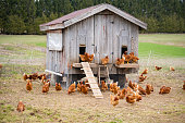 A chicken coop on a small scale, ecological, sustainable, community shared agriculture farm.