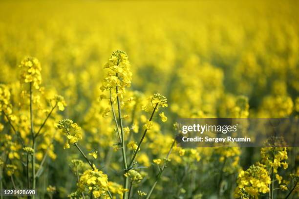 close-up of oilseed rape field - canola stockfoto's en -beelden