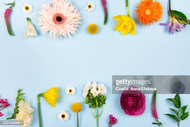 spring mood concept. - freesia stock pictures, royalty-free photos & images