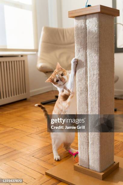 cat using scratching pole - cat scratching stock pictures, royalty-free photos & images