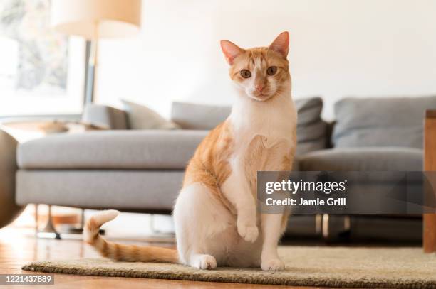 cat with raised paw sitting on rug - cat sitting stock pictures, royalty-free photos & images