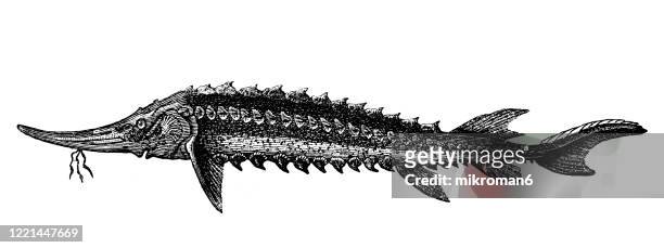 sterlet fish. species, classification of ichthyology - elasmobranch, ganoid and osseous fishes. antique illustration, published 1894 - sturgeon stock pictures, royalty-free photos & images