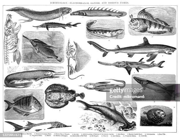 species, classification of ichthyology - elasmobranch, ganoid and osseous fishes. antique illustration, published 1894 - sturgeon stock pictures, royalty-free photos & images