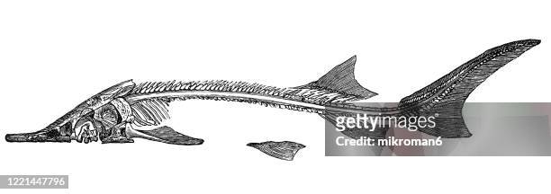 skeleton of sturgeon fish. species, classification of ichthyology - elasmobranch, ganoid and osseous fishes. antique illustration, published 1894 - sturgeon fish stock pictures, royalty-free photos & images