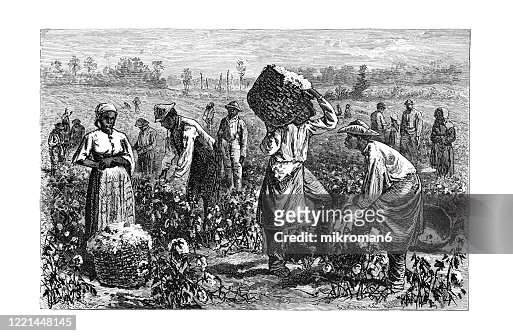 Old engraved illustration of Cotton - its Cultivation and Preparation in America, Cotton Picking - Popular Encyclopedia Published 1894