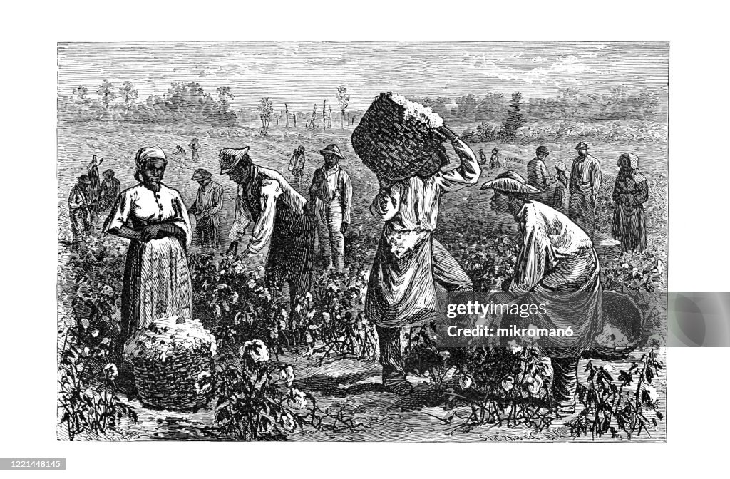 Old engraved illustration of Cotton - its Cultivation and Preparation in America, Cotton Picking - Popular Encyclopedia Published 1894