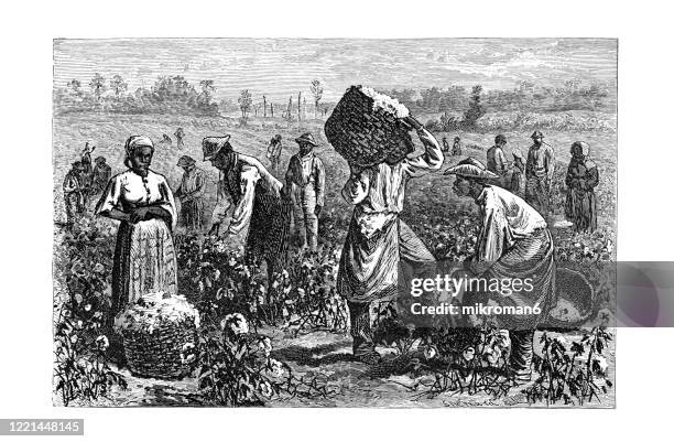 old engraved illustration of cotton - its cultivation and preparation in america, cotton picking - popular encyclopedia published 1894 - botão-de-algodoeiro - fotografias e filmes do acervo