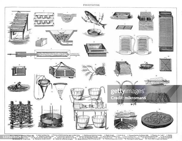 pisciculture ,fish farming. antique illustration, popular encyclopedia published 1894. copyright has expired on this artwork - caviar stock pictures, royalty-free photos & images