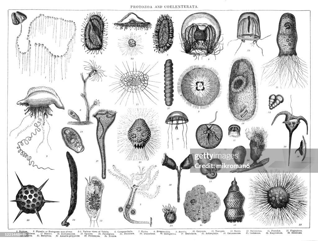 Old engraved illustration of Protozoa and Coelenterata . Antique Illustration, Popular Encyclopedia Published 1894. Copyright has expired on this artwork