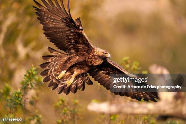 full frame portrait of golden eagle in flight - steinadler stock-fotos und bilder