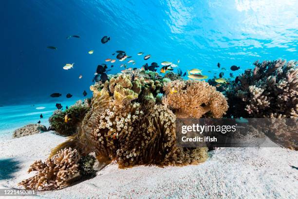 fish meeting at sandy reef, soft corals and sea anemones, komodo national park, indonesia - dascyllus trimaculatus stock pictures, royalty-free photos & images