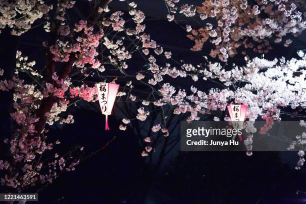 night with sakura and light - lantern festival cherry blossom stockfoto's en -beelden