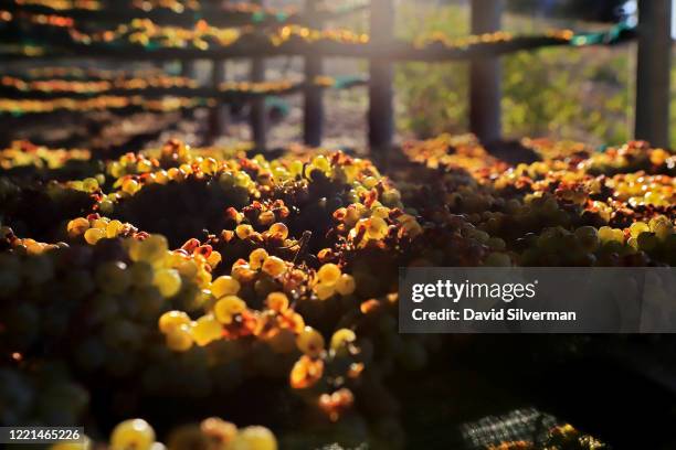 Chenin Blanc grapes are dried in the shade to make Straw Wine, a sweet wine with a balance of high acidity, sweetness and intense flavors, at the...