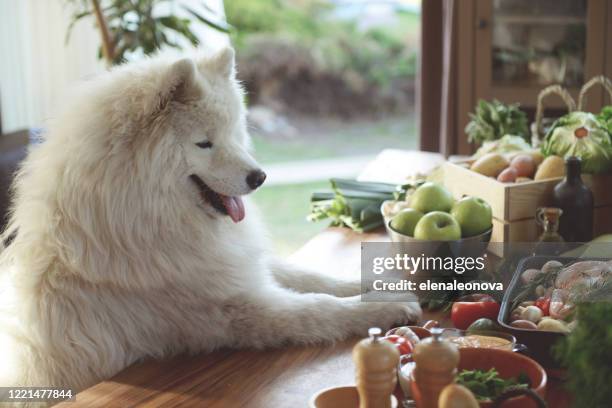 gesunde ernährung - animal nutrition stock-fotos und bilder