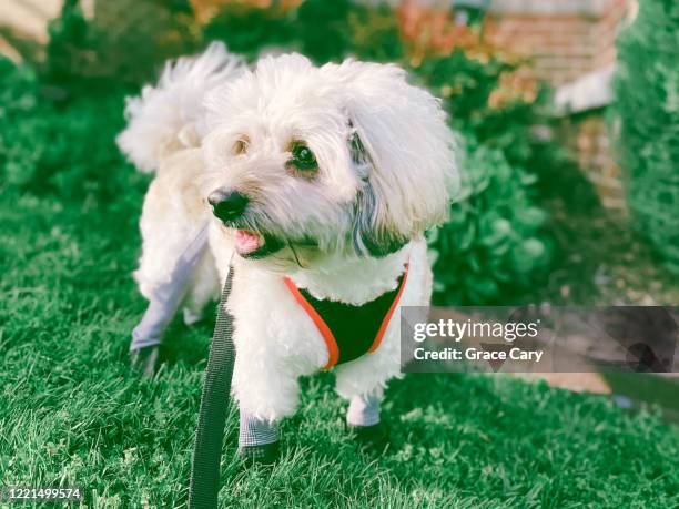 dog hangs out in yard - shoe boot ストックフォトと画像