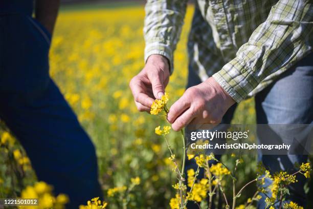 agricoltore irriconoscibile che esamina i fiori di colza. - colza foto e immagini stock