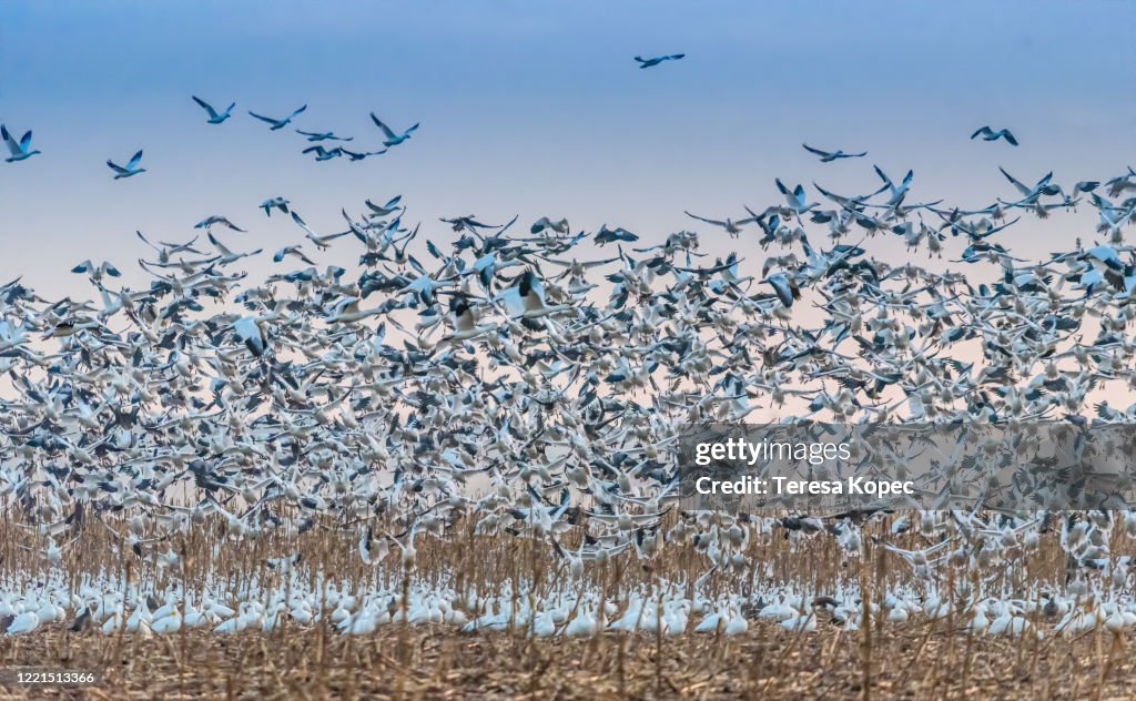 Snow Geese at Outer Banks, NC