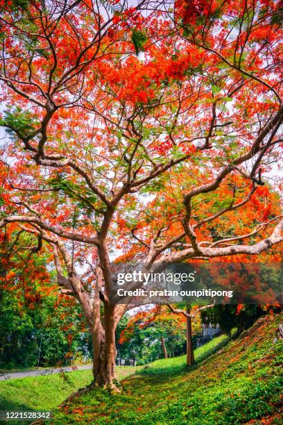 red summer blossom of flame tree - delonix regia stock pictures, royalty-free photos & images