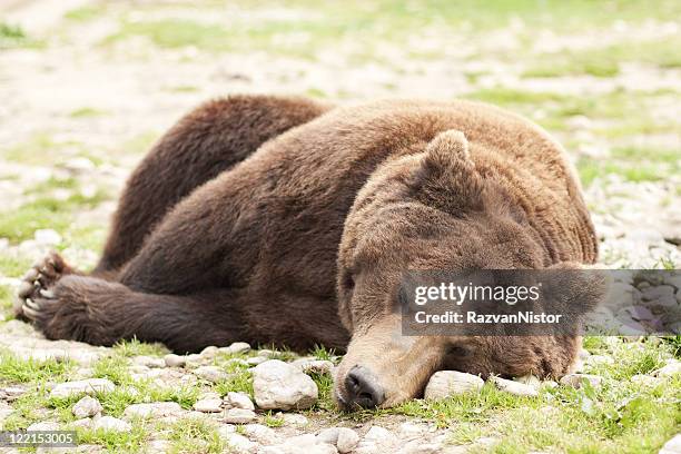 sleeping bear ursus arctos - hibernation stock pictures, royalty-free photos & images