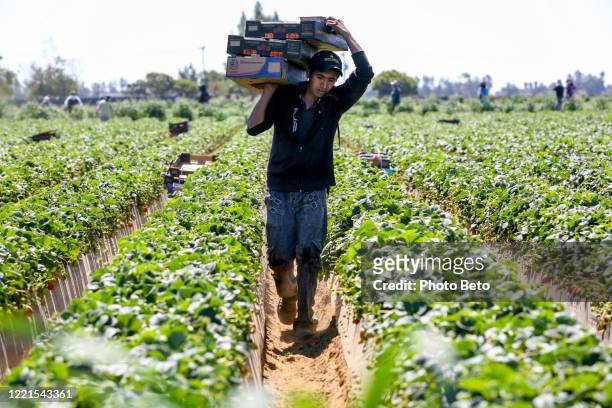 a young seasonal farmer toil under the sun on a strawberry plantation in baja california in northern mexico - migrant worker stock pictures, royalty-free photos & images