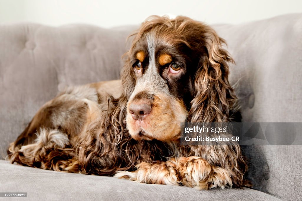 Cute English Cocker Spaniel Dog High-Res Stock Photo Getty Images